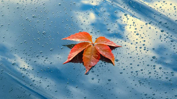 Beautiful Autumn Leaf Lying Polished Bonnet Clean Car — Stock Photo, Image