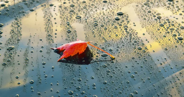 Una Hermosa Hoja Otoño Yaciendo Capó Pulido Coche Limpio —  Fotos de Stock