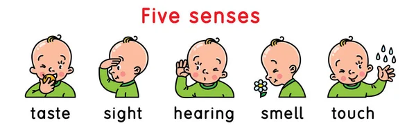 Cinco sentidos icono conjunto . — Archivo Imágenes Vectoriales