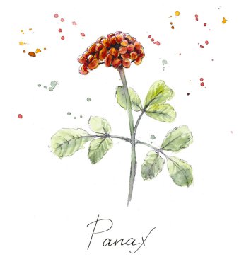 kolekcja zioło. kolor wody strony ilustracja. ilustracja botaniczna