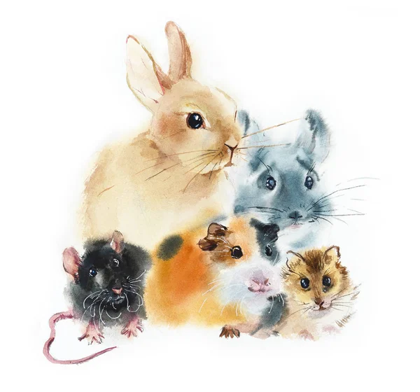 Rabbit Guinea Pig Chinchilla Rat Hamster Pets Watercolor Hand Drawn — Stock Photo, Image