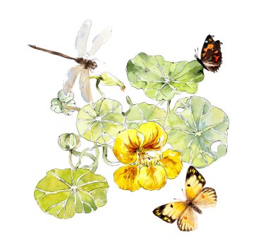 Çiçekler, nasturtiyum. Suluboya el çizimi çizimi