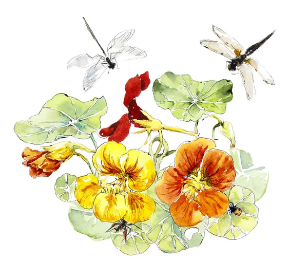 Květiny nasturtium. Akvarel ručně kreslené ilustrace — Stock fotografie