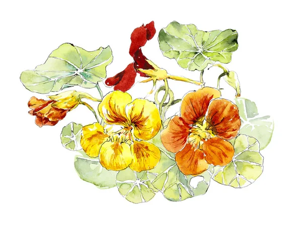 Fleurs nasturtium. Aquarelle illustration dessinée à la main — Photo