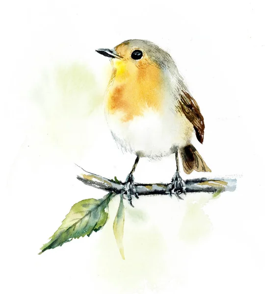 - Robin. Suluboya el çizimi çizimi.