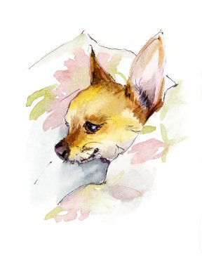 Chihuahua. Bir köpek portresi. Suluboya el çizilmiş illüstrasyon