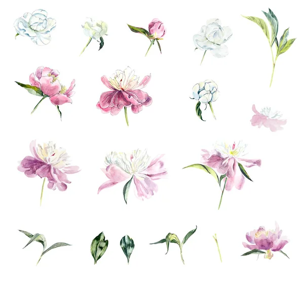 Hand-drawn watercolor peony. Set of bright flowers, buds and leaves for decoration — Stockfoto