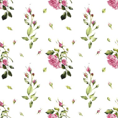 Güller pürüzsüz. Gül ağacı. Pembe gülün deseni. Düğün çizimleri. Beyaz arka plan. Suluboya el çizimi çizimi.