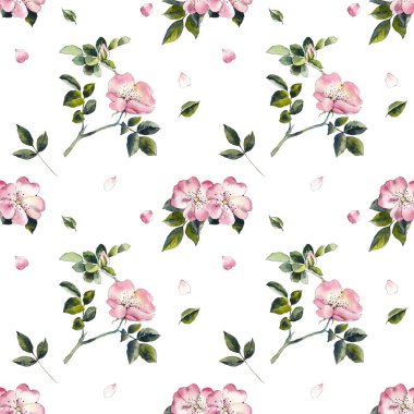 Çiçekler pürüzsüz. Pembe köpek gülünün deseni. Düğün çizimleri. Beyaz arka plan. Suluboya el çizimi çizimi.