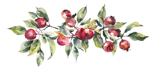 Vignette Červených Jablek Podzimní Složení Akvarel Ručně Kreslené Ilustrace — Stock fotografie