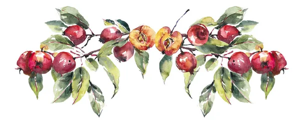 Vignet Van Rode Appels Herfst Samenstelling Aquarel Hand Getekend Illustratie — Stockfoto