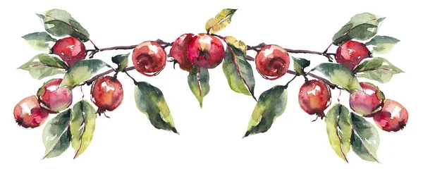 Vignette Red Apples Fall Composition Watercolor Hand Drawn Illustration — Stock Photo, Image