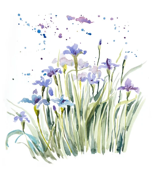 Iris Violette Fond Fleurs Aquarelle Dessin Main Illustration — Photo