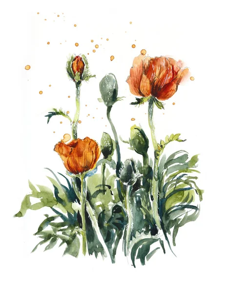 Poppy Zahradní Skicy Akvarel Ručně Kreslené Ilustrace — Stock fotografie