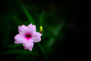Bulanık arka planda parlak pembe çiçek. Metin uzayı bileşimi.