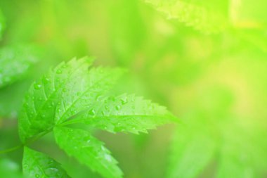 Yaz bahçesindeki yeşil sarı yaprağın yakın doğa görüntüsü. Doğal yeşil bitkilerin arka planı.