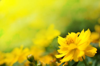 Yazın bahçedeki yeşil sarı çiçeklerin doğa görüntüsü. Doğal yeşil bitkiler arka plan ya da duvar kağıdı olarak kullanılıyor