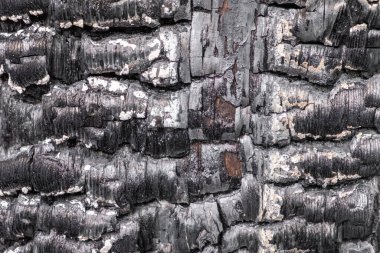 Yanmış ahşap dokusu. Kapat..