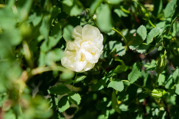 Bush Pequenas Rosas Vermelhas Branco — Fotografia de Stock