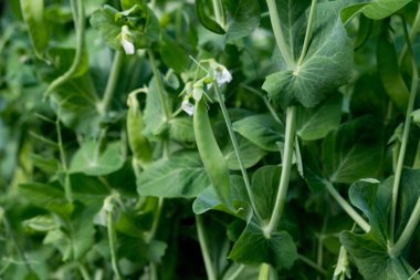 Taze taze bezelye kabukları yetiştiriyorlar. Bezelye kabukları kırsal bölgelerde yetişir. Sağlıklı gıda.