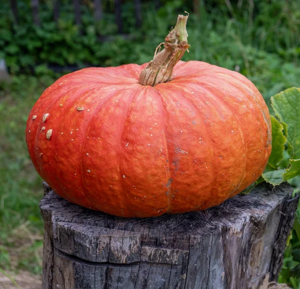 Grande Citrouille Orange Sur Une Souche Bois — Photo