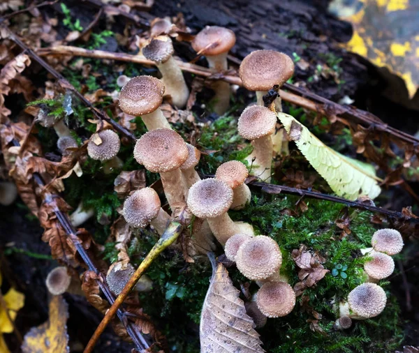 Honey mushrooms growing on an old tree stump in the forest. Close-up. — Stock Image Honey Mushrooms Growing Old Tree Stump Forest Close Stock Image