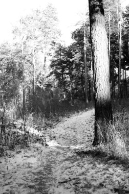 Kış çamı orman sahnesi. Siyah beyaz fotoğraf..