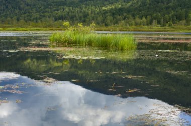 Çim yansıması ile dağ gölü.