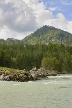 Kayalık nehir Katun ve çam yaz tepe