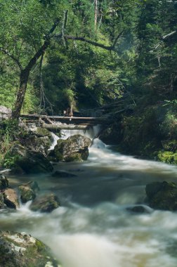Orman cree dumanlı şelale çağlayanlar