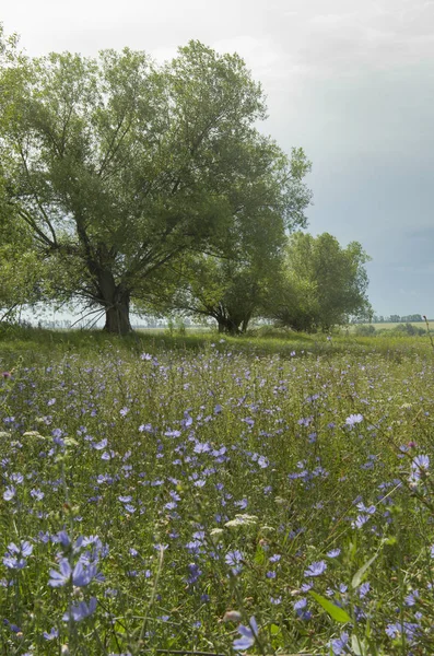 Green Trees Morning Summer Field — Stock Photo, Image