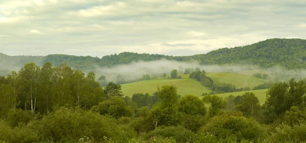 Утренний Туман Летом Шипит Лесом Мясом Зеленое Облачное Небо — стоковое фото