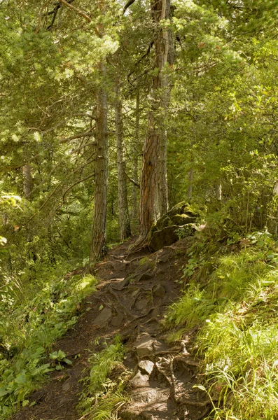 Footpath Mountain Cedar Forest — Stock Photo, Image