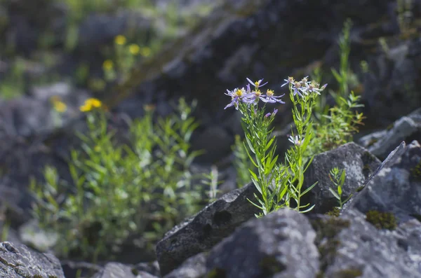 Kleine Violette Blüten Auf Den Steinen — Stockfoto