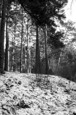 Kış çamı orman sahnesi. Siyah beyaz fotoğraf..