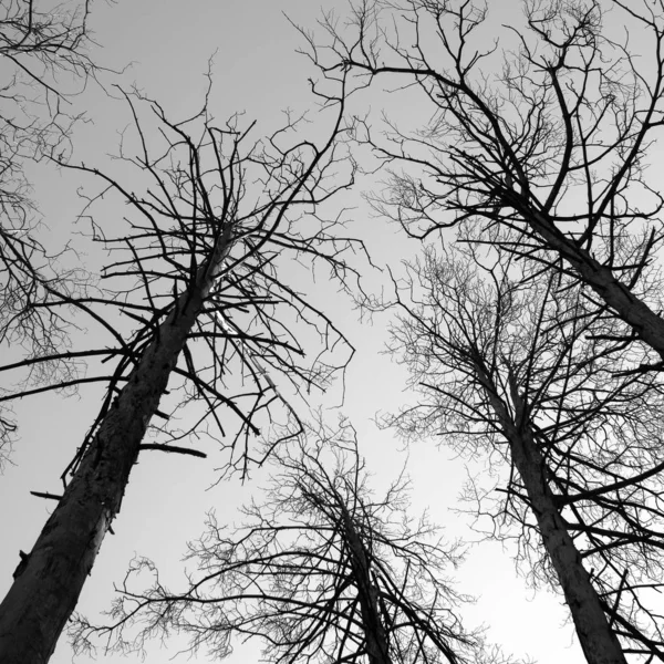 Scène Forêt Pins Hiver Photographie Noir Blanc — Photo