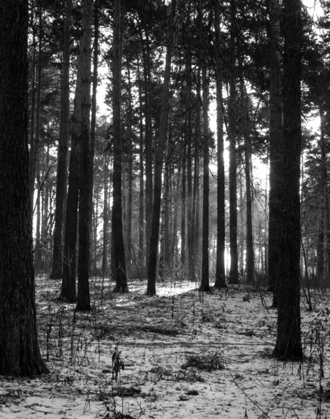 Winter pine forest scene. Black and white photography.