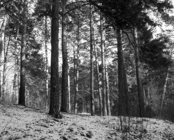 Winter pine forest scene. Black and white photography.