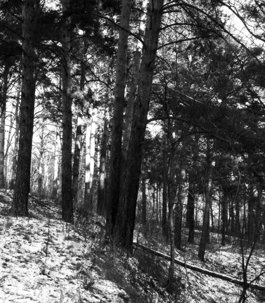 Winter Pine Forest Scene Black White Photography — Stock Photo, Image