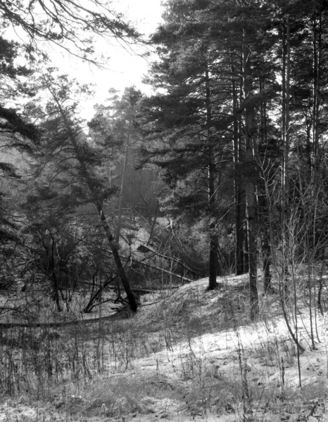 Winter pine forest scene. Black and white photography.