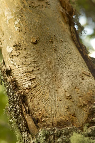 Traces of woodworms on the tree`s trunk in the fir forest. — Stock Image Traces Woodworms Tree Trunk Fir Forest Stock Photo