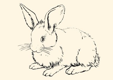 Rabbit01v