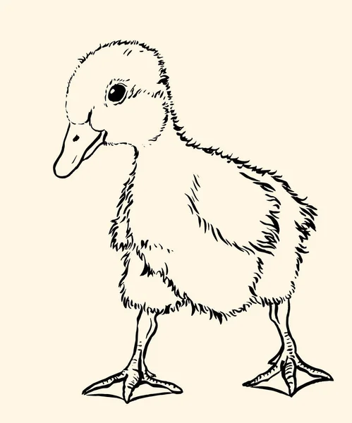 Duckling01v — Stockový vektor