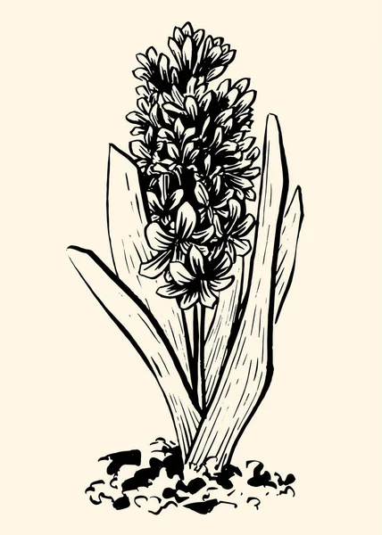 Hyacinth01v — Stockvector
