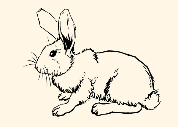 Rabbit03v — Vector de stock