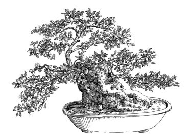 Bonsai 01