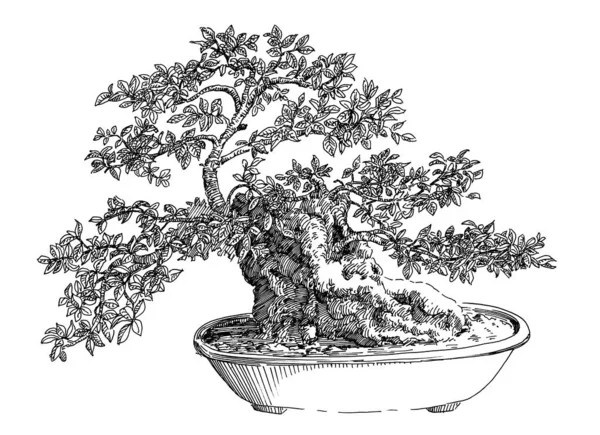 Bonsai 01 — Stockfoto