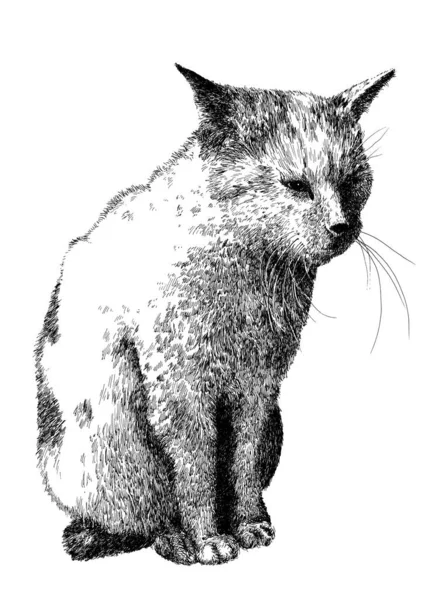 Cat A1