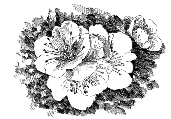 Třešňové květiny 4 — Stock fotografie