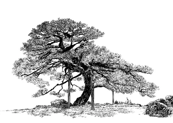 Старе маленьке дерево А — стокове фото